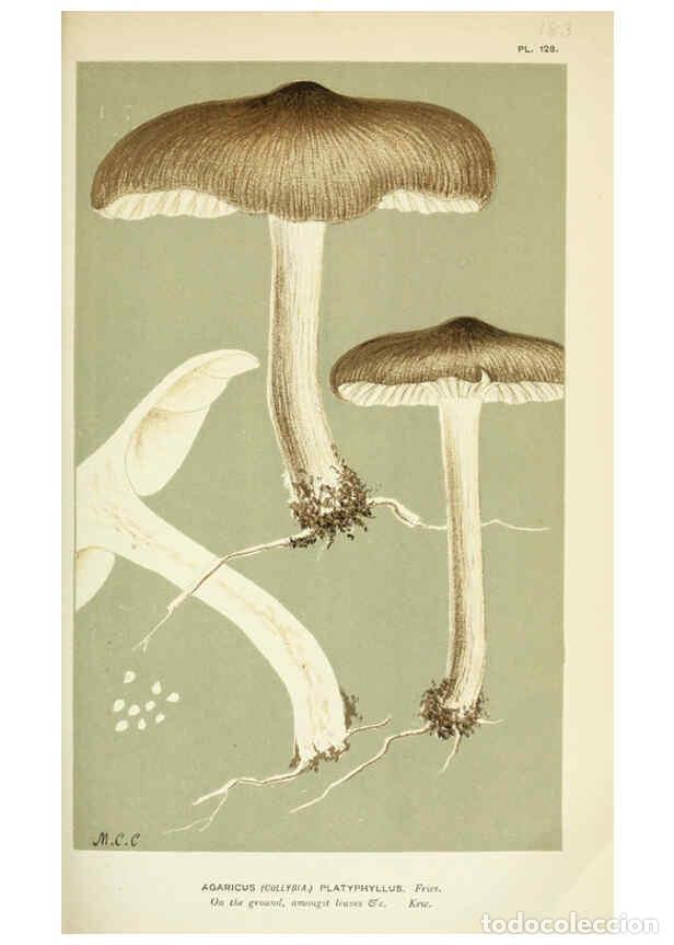 Colecionismo de Revistas e Jornais: Reproducci&oacute;n/Reproduction 6056200532: Illustrations of British fungi (Hymenomycetes) London,Williams