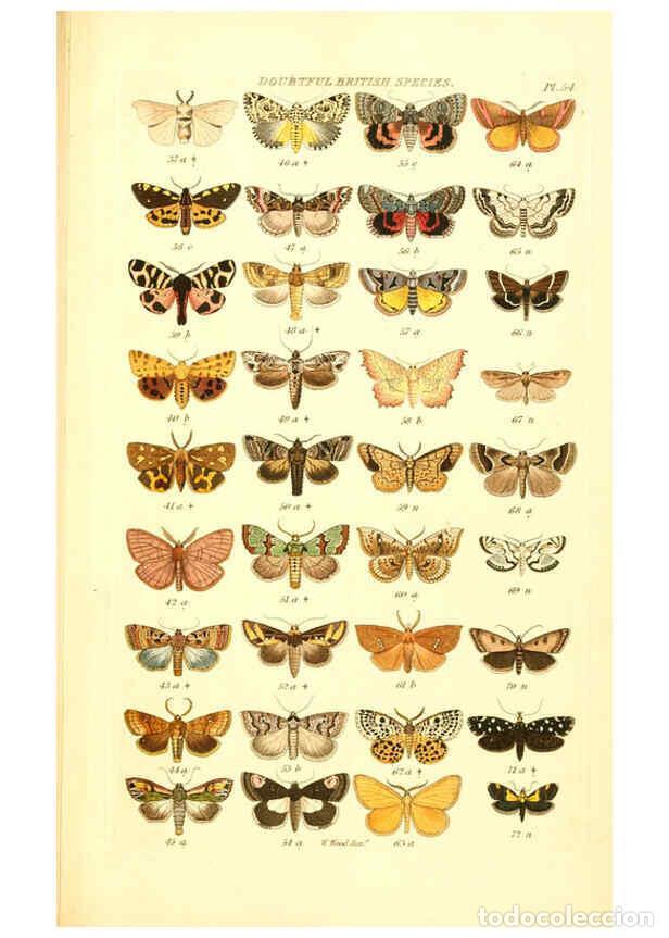 Colecionismo de Revistas e Jornais: Reproducci&oacute;n/Reproduction 6056147696: Index entomologicus London :William Wood,1839 - William Wood
