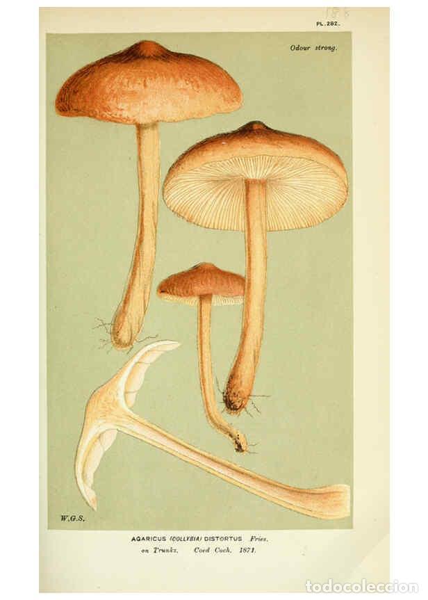 Colecionismo de Revistas e Jornais: Reproducci&oacute;n/Reproduction 6056202128: Illustrations of British fungi (Hymenomycetes) London,Williams