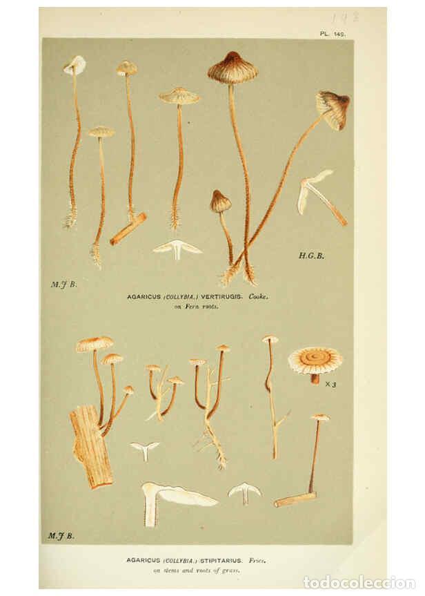 Colecionismo de Revistas e Jornais: Reproducci&oacute;n/Reproduction 6056203394: Illustrations of British fungi (Hymenomycetes) London,Williams