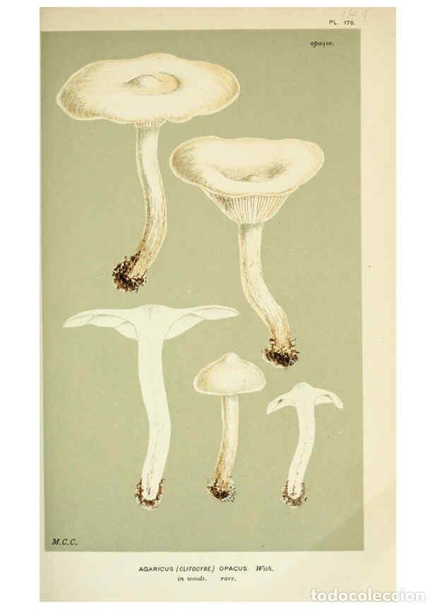 Colecionismo de Revistas e Jornais: Reproducci&oacute;n/Reproduction 6056191530: Illustrations of British fungi (Hymenomycetes) London,Williams