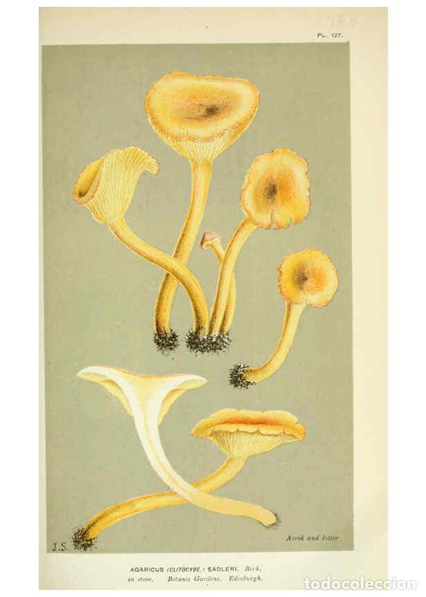 Colecionismo de Revistas e Jornais: Reproducci&oacute;n/Reproduction 6056199712: Illustrations of British fungi (Hymenomycetes) London,Williams