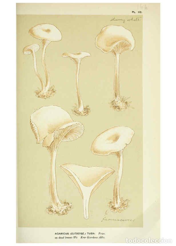 Colecionismo de Revistas e Jornais: Reproducci&oacute;n/Reproduction 6056195438: Illustrations of British fungi (Hymenomycetes) London,Williams