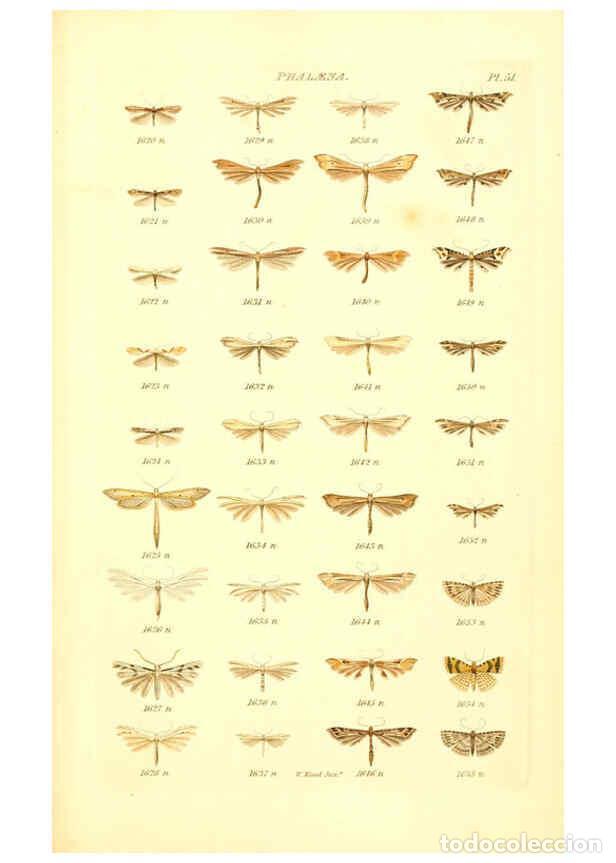 Colecionismo de Revistas e Jornais: Reproducci&oacute;n/Reproduction 6055600145: Index entomologicus London :William Wood,1839 - William Wood