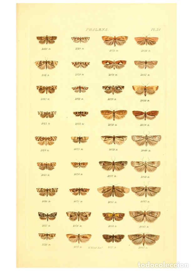 Colecionismo de Revistas e Jornais: Reproducci&oacute;n/Reproduction 6056142230: Index entomologicus London :William Wood,1839 - William Wood