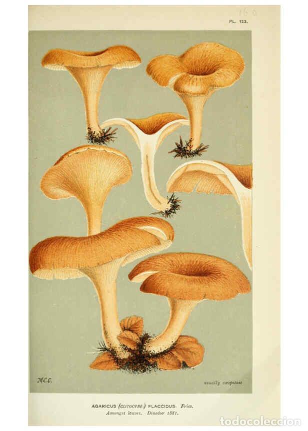 Colecionismo de Revistas e Jornais: Reproducci&oacute;n/Reproduction 6056194204: Illustrations of British fungi (Hymenomycetes) London,Williams
