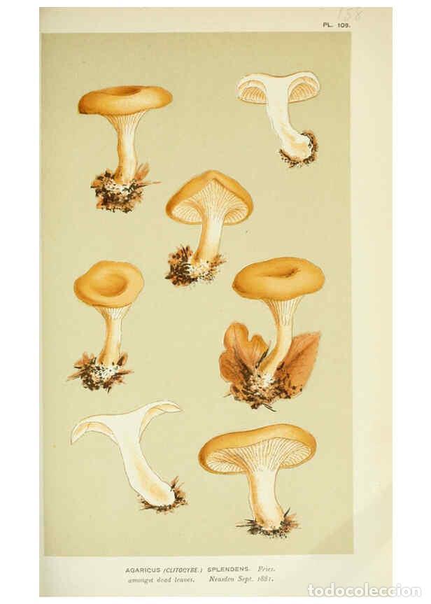 Collectionnisme de Revues et Journaux: Reproducci&oacute;n/Reproduction 6056193590: Illustrations of British fungi (Hymenomycetes) London,Williams