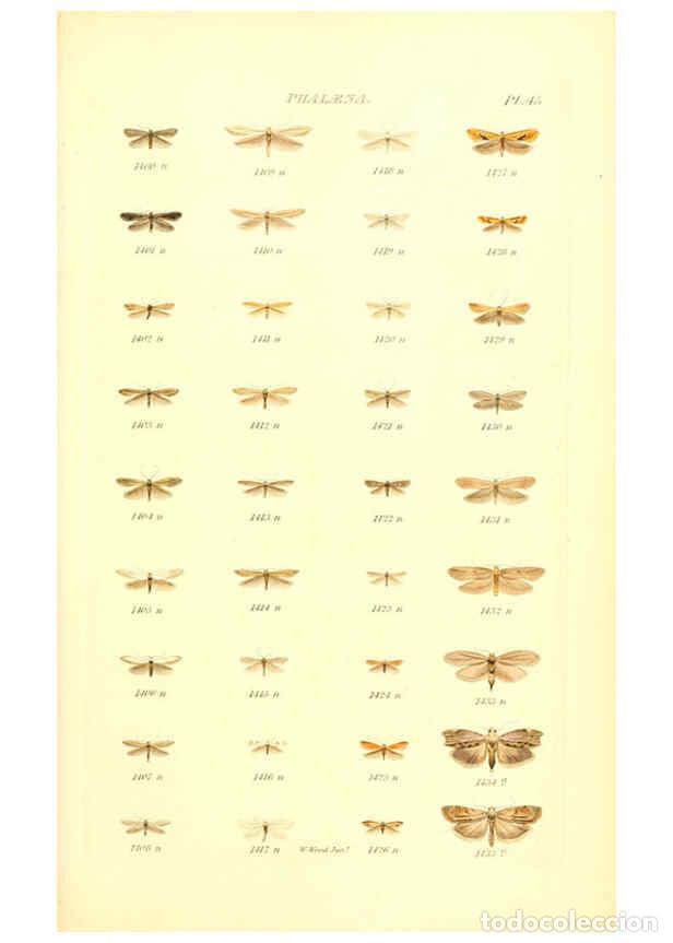 Collectionnisme de Revues et Journaux: Reproducci&oacute;n/Reproduction 6056145038: Index entomologicus London :William Wood,1839 - William Wood