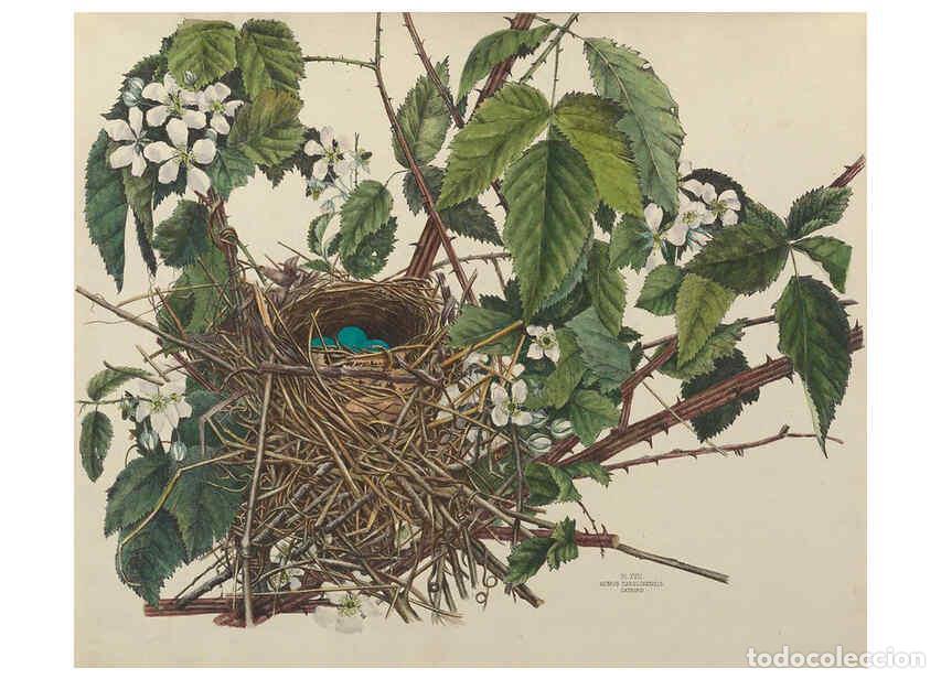 Coleccionismo de Revistas y Peri&oacute;dicos: Reproducci&oacute;n/Reproduction 6055537471: Illustrations of the nests and eggs of birds of Ohio. v.1. Cir