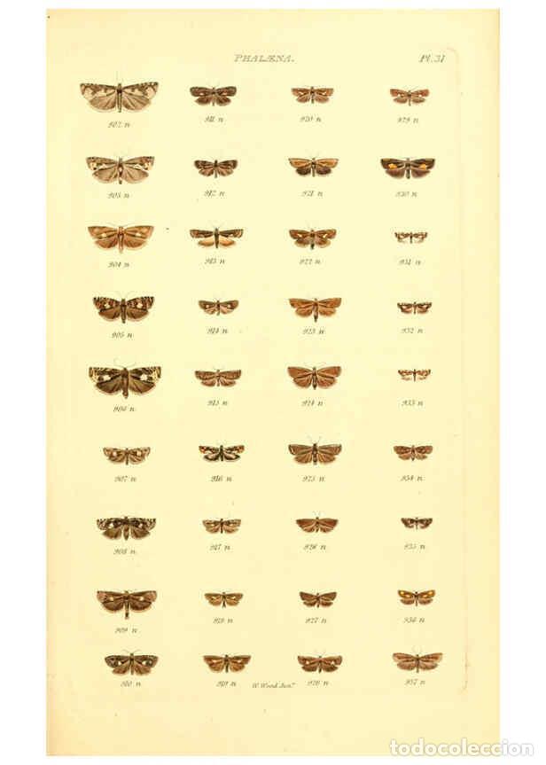 Coleccionismo de Revistas y Peri&oacute;dicos: Reproducci&oacute;n/Reproduction 6055595011: Index entomologicus London :William Wood,1839 - William Wood