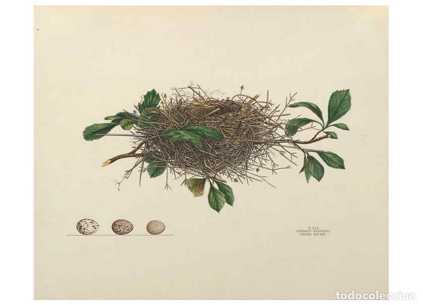Coleccionismo de Revistas y Peri&oacute;dicos: Reproducci&oacute;n/Reproduction 6055538567: Illustrations of the nests and eggs of birds of Ohio. v.1. Cir