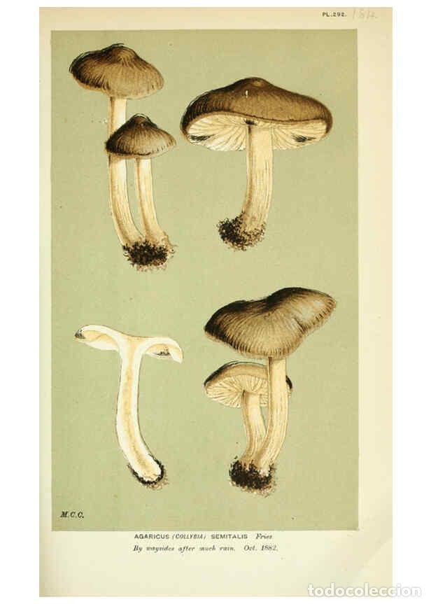 Coleccionismo de Revistas y Peri&oacute;dicos: Reproducci&oacute;n/Reproduction 6055654227: Illustrations of British fungi (Hymenomycetes) London,Williams