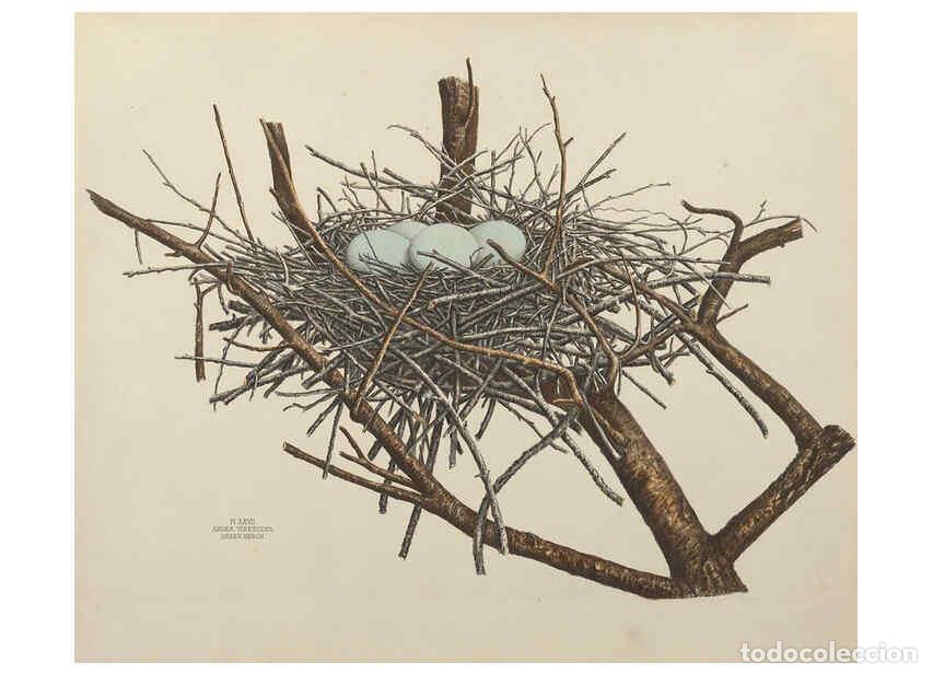 Coleccionismo de Revistas y Peri&oacute;dicos: Reproducci&oacute;n/Reproduction 6056086470: Illustrations of the nests and eggs of birds of Ohio. v.1. Cir