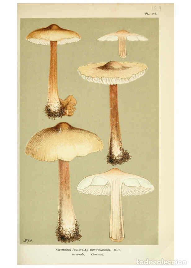 Coleccionismo de Revistas y Peri&oacute;dicos: Reproducci&oacute;n/Reproduction 6056202418: Illustrations of British fungi (Hymenomycetes) London,Williams