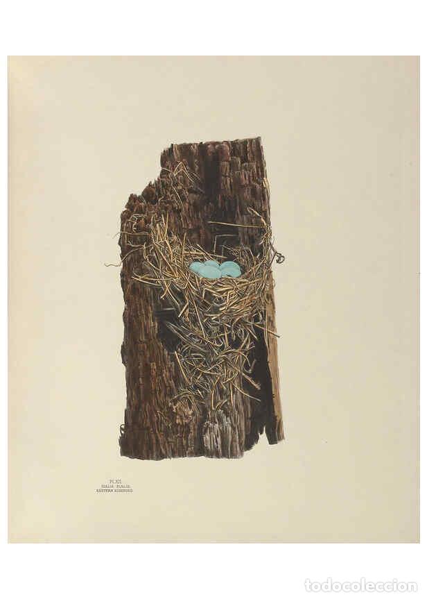 Coleccionismo de Revistas y Peri&oacute;dicos: Reproducci&oacute;n/Reproduction 6056083270: Illustrations of the nests and eggs of birds of Ohio. v.1. Cir