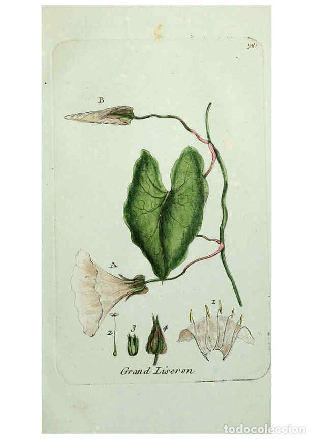 Coleccionismo de Revistas y Peri&oacute;dicos: Reproducci&oacute;n/Reproduction 6055495801: Flora Parisiensis. v.1. Paris,P.F. Didot,1776-1783 - Pierre Bu