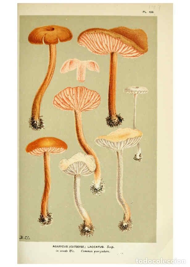 Coleccionismo de Revistas y Peri&oacute;dicos: Reproducci&oacute;n/Reproduction 6055652565: Illustrations of British fungi (Hymenomycetes) London,Williams