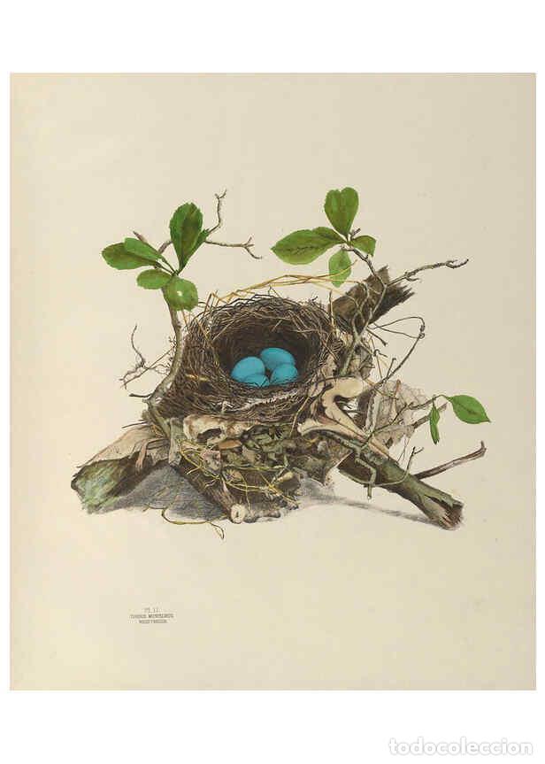 Coleccionismo de Revistas y Peri&oacute;dicos: Reproducci&oacute;n/Reproduction 6056081232: Illustrations of the nests and eggs of birds of Ohio. v.1. Cir