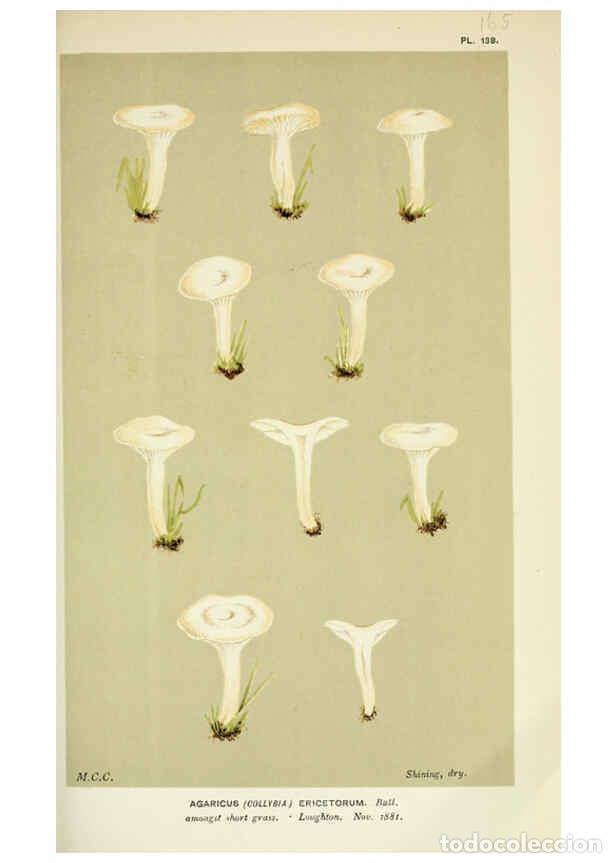 Coleccionismo de Revistas y Peri&oacute;dicos: Reproducci&oacute;n/Reproduction 6056195688: Illustrations of British fungi (Hymenomycetes) London,Williams