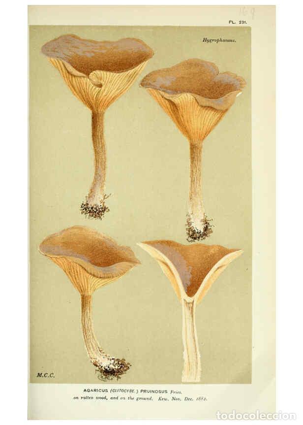 Coleccionismo de Revistas y Peri&oacute;dicos: Reproducci&oacute;n/Reproduction 6056196740: Illustrations of British fungi (Hymenomycetes) London,Williams