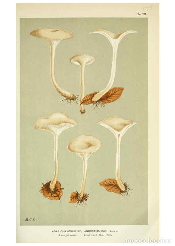 Coleccionismo de Revistas y Peri&oacute;dicos: Reproducci&oacute;n/Reproduction 6055651309: Illustrations of British fungi (Hymenomycetes) London,Williams