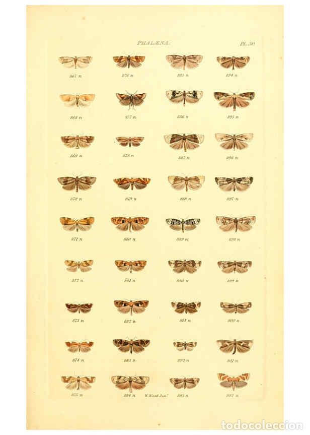 Coleccionismo de Revistas y Peri&oacute;dicos: Reproducci&oacute;n/Reproduction 6056141288: Index entomologicus London :William Wood,1839 - William Wood
