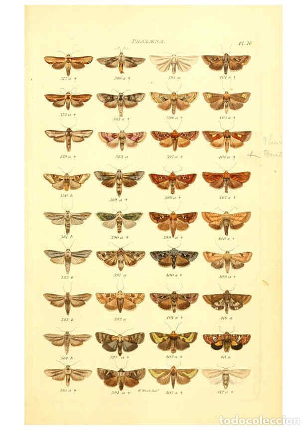 Coleccionismo de Revistas y Peri&oacute;dicos: Reproducci&oacute;n/Reproduction 6055591047: Index entomologicus London :William Wood,1839 - William Wood