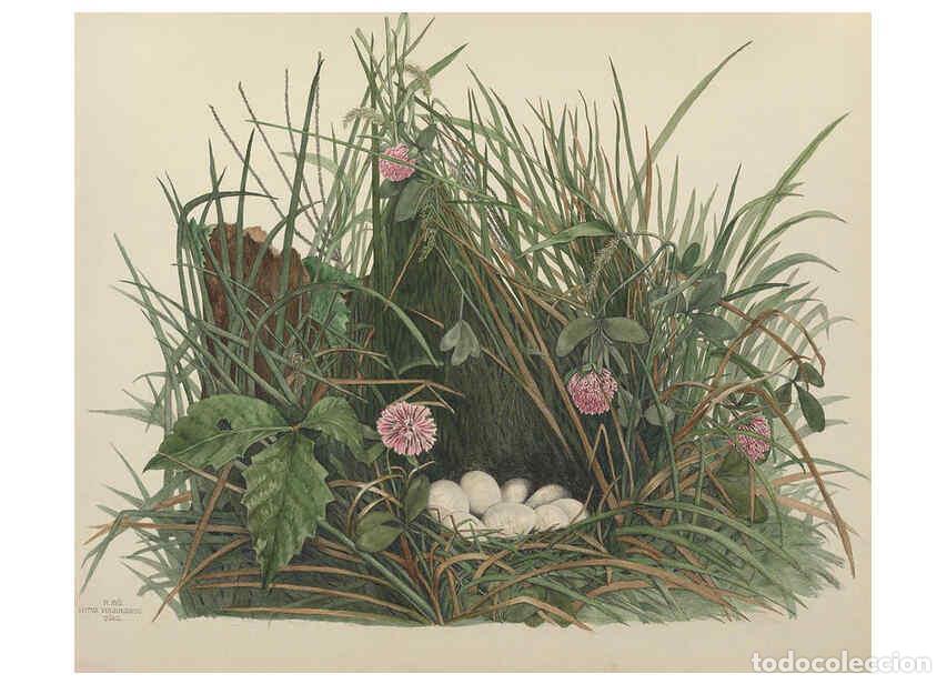 Coleccionismo de Revistas y Peri&oacute;dicos: Reproducci&oacute;n/Reproduction 6055537727: Illustrations of the nests and eggs of birds of Ohio. v.1. Cir