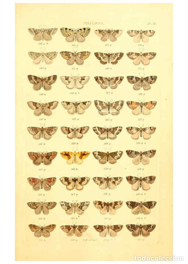 Coleccionismo de Revistas y Peri&oacute;dicos: Reproducci&oacute;n/Reproduction 6055592615: Index entomologicus London :William Wood,1839 - William Wood