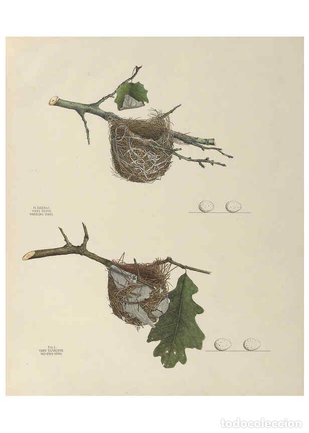 Coleccionismo de Revistas y Peri&oacute;dicos: Reproducci&oacute;n/Reproduction 6056085718: Illustrations of the nests and eggs of birds of Ohio. v.1. Cir