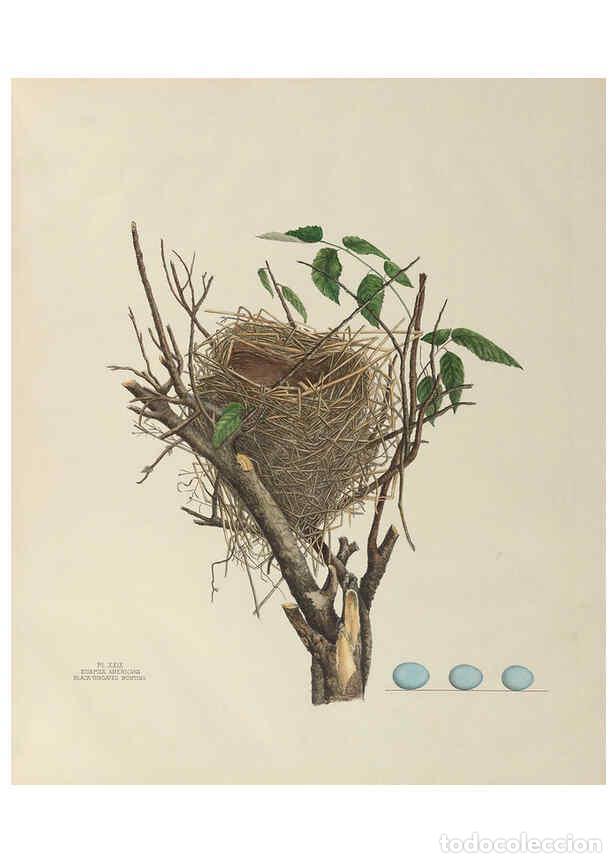 Coleccionismo de Revistas y Peri&oacute;dicos: Reproducci&oacute;n/Reproduction 6056087112: Illustrations of the nests and eggs of birds of Ohio. v.1. Cir