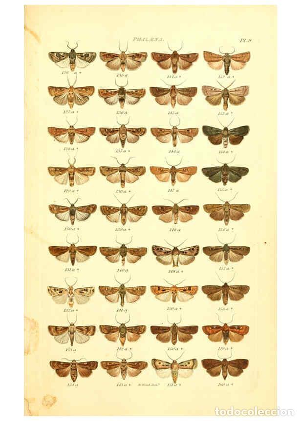 Coleccionismo de Revistas y Peri&oacute;dicos: Reproducci&oacute;n/Reproduction 6055589399: Index entomologicus London :William Wood,1839 - William Wood