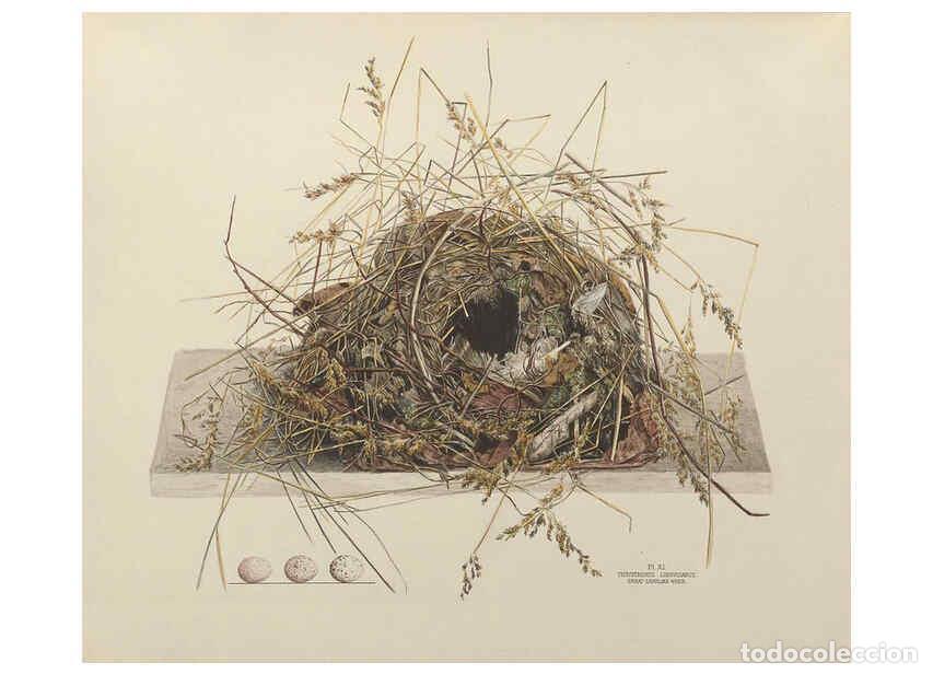 Coleccionismo de Revistas y Peri&oacute;dicos: Reproducci&oacute;n/Reproduction 6055536281: Illustrations of the nests and eggs of birds of Ohio. v.1. Cir