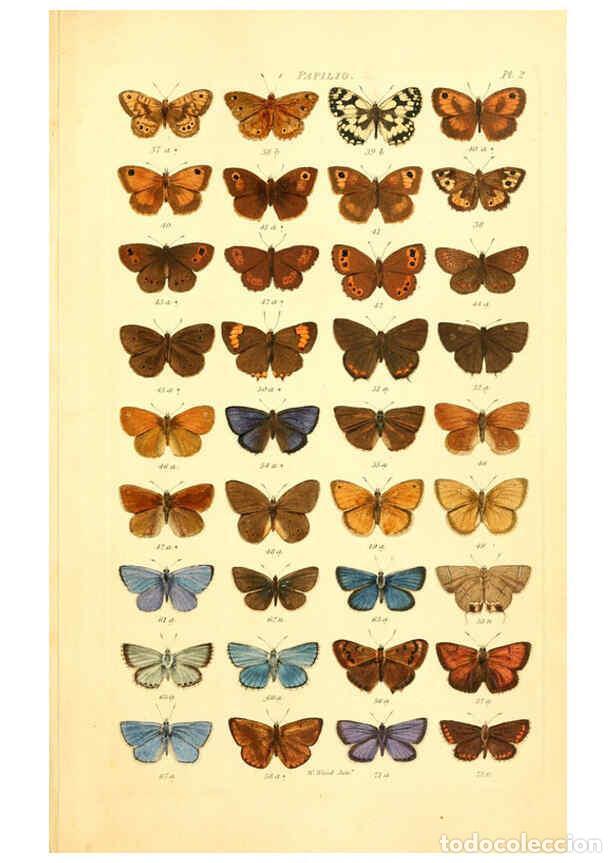 Coleccionismo de Revistas y Peri&oacute;dicos: Reproducci&oacute;n/Reproduction 6055587573: Index entomologicus London :William Wood,1839 - William Wood
