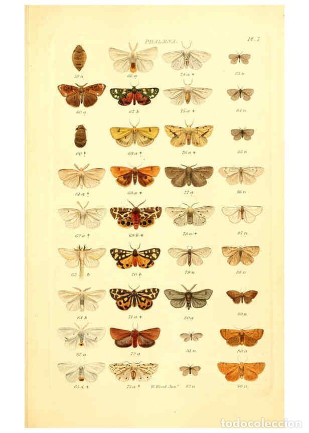 Coleccionismo de Revistas y Peri&oacute;dicos: Reproducci&oacute;n/Reproduction 6055588915: Index entomologicus London :William Wood,1839 - William Wood