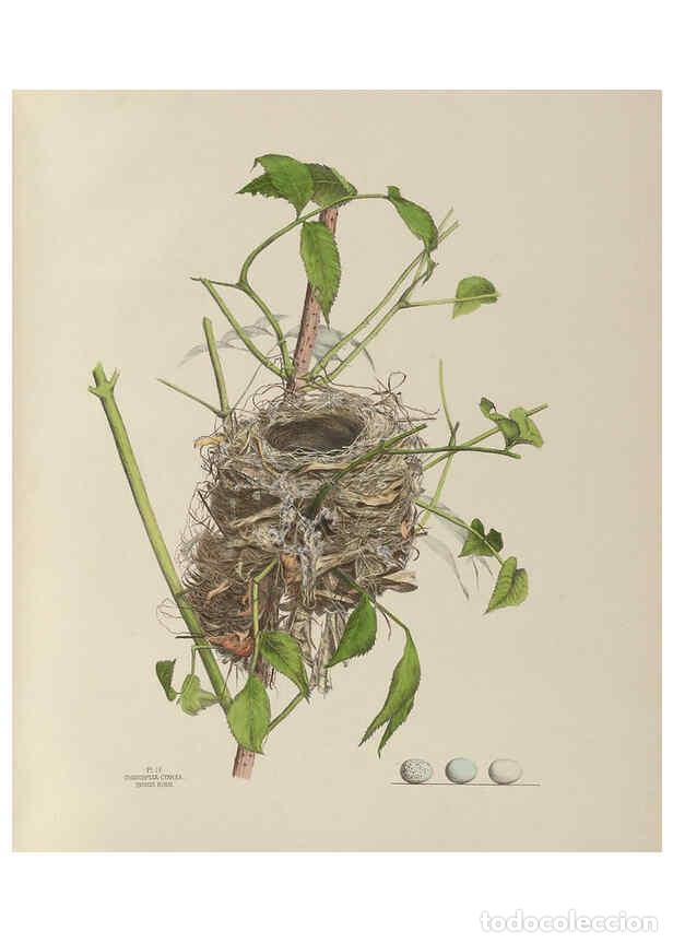 Coleccionismo de Revistas y Peri&oacute;dicos: Reproducci&oacute;n/Reproduction 6055534885: Illustrations of the nests and eggs of birds of Ohio. v.1. Cir