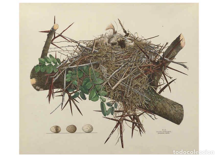 Colecionismo de Revistas e Jornais: Reproducci&oacute;n/Reproduction 6055535885: Illustrations of the nests and eggs of birds of Ohio. v.1. Cir