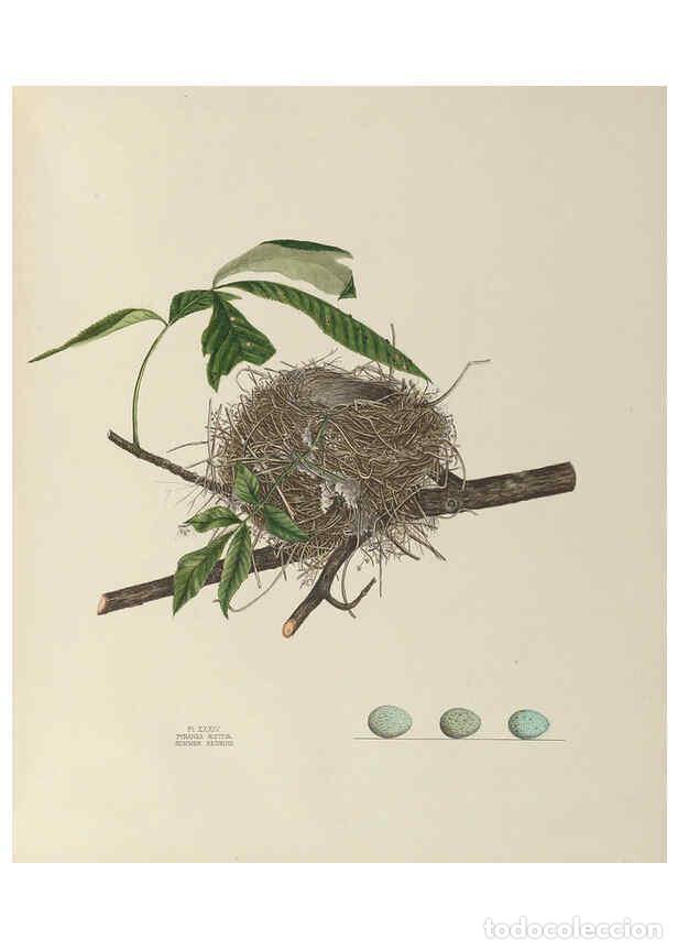 Collection Magazines and Newspapers: Reproducci&oacute;n/Reproduction 6056088426: Illustrations of the nests and eggs of birds of Ohio. v.1. Cir