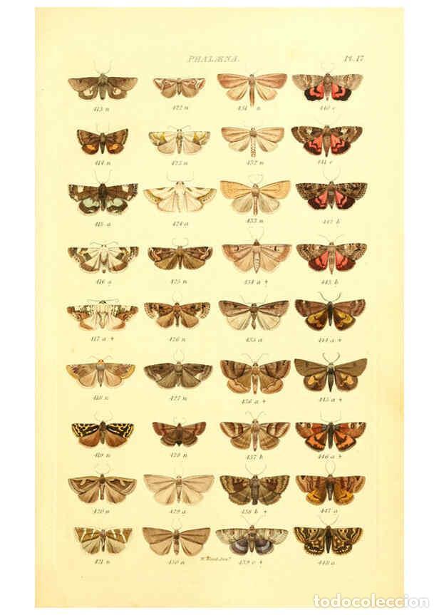 Collection Magazines and Newspapers: Reproducci&oacute;n/Reproduction 6056137680: Index entomologicus London :William Wood,1839 - William Wood
