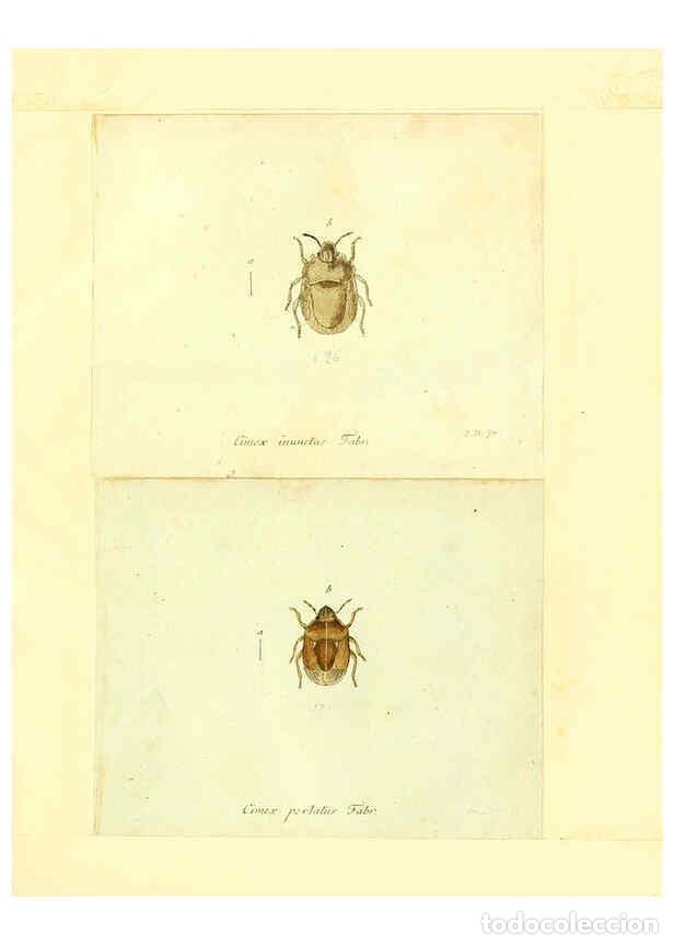 Collection Magazines and Newspapers: Reproducci&oacute;n/Reproduction 6056288770: Faunae insectorum Germanicae initia Nuremberg :Felsecker,1792-