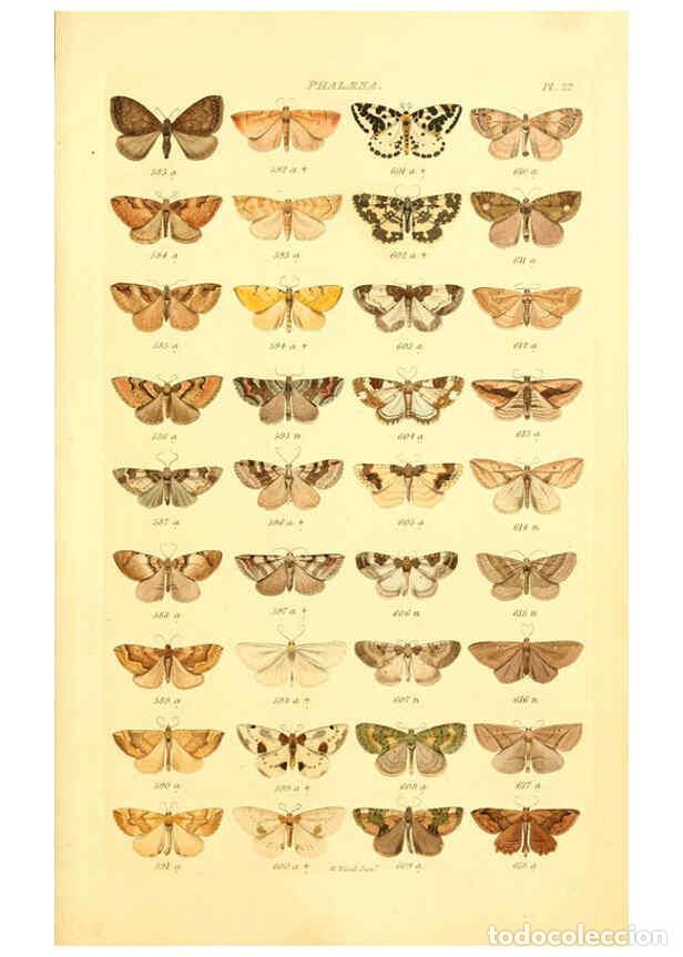 Collection Magazines and Newspapers: Reproducci&oacute;n/Reproduction 6056139422: Index entomologicus London :William Wood,1839 - William Wood