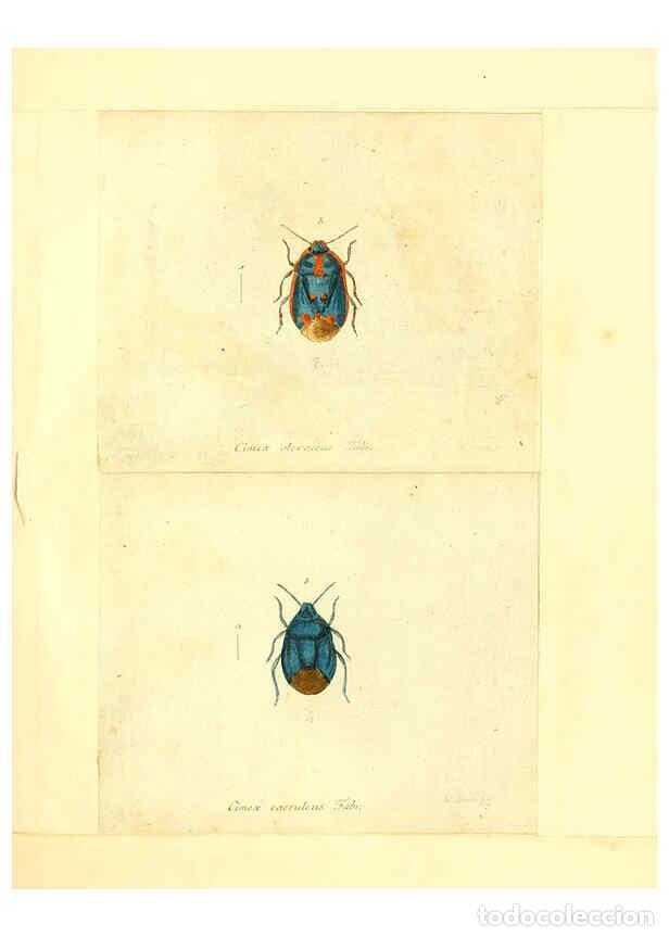 Collection Magazines and Newspapers: Reproducci&oacute;n/Reproduction 6055743425: Faunae insectorum Germanicae initia Nuremberg :Felsecker,1792-