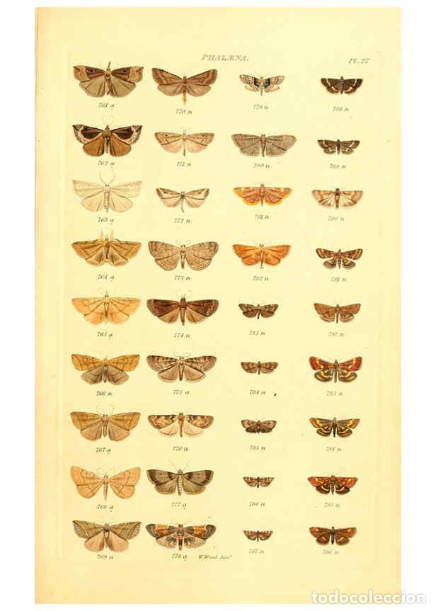 Collection Magazines and Newspapers: Reproducci&oacute;n/Reproduction 6055594199: Index entomologicus London :William Wood,1839 - William Wood