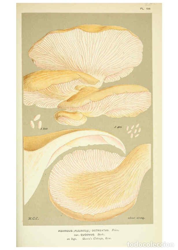 Collection Magazines and Newspapers: Reproducci&oacute;n/Reproduction 6056234876: Illustrations of British fungi (Hymenomycetes) London,Williams