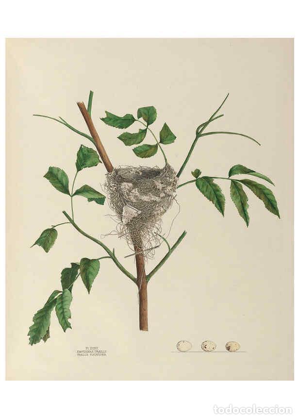 Collection Magazines and Newspapers: Reproducci&oacute;n/Reproduction 6055541717: Illustrations of the nests and eggs of birds of Ohio. v.1. Cir