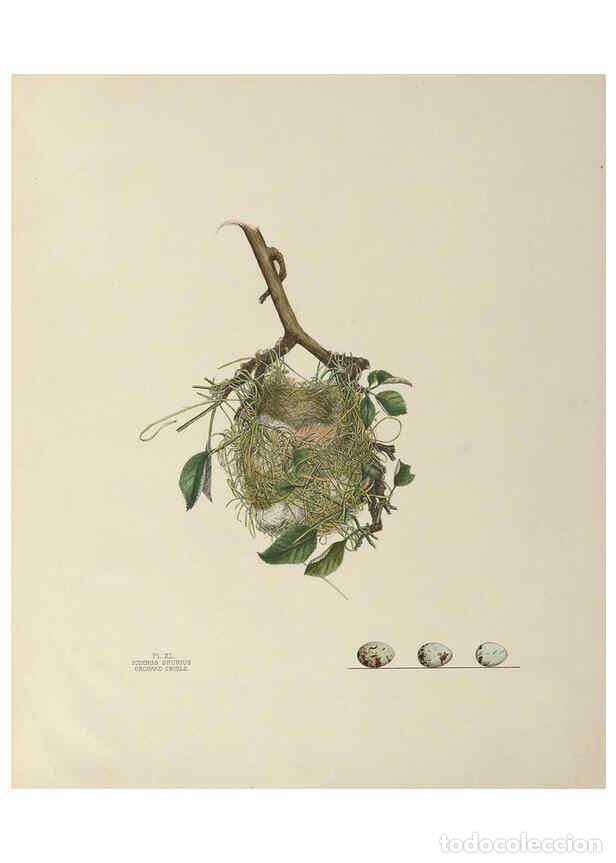 Collection Magazines and Newspapers: Reproducci&oacute;n/Reproduction 6056089668: Illustrations of the nests and eggs of birds of Ohio. v.1. Cir