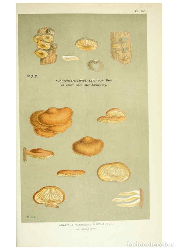 Collection Magazines and Newspapers: Reproducci&oacute;n/Reproduction 6056237952: Illustrations of British fungi (Hymenomycetes) London,Williams