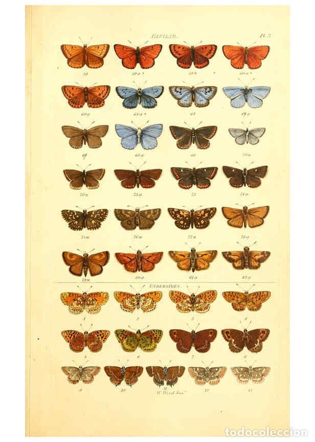 Collection Magazines and Newspapers: Reproducci&oacute;n/Reproduction 6056134212: Index entomologicus London :William Wood,1839 - William Wood