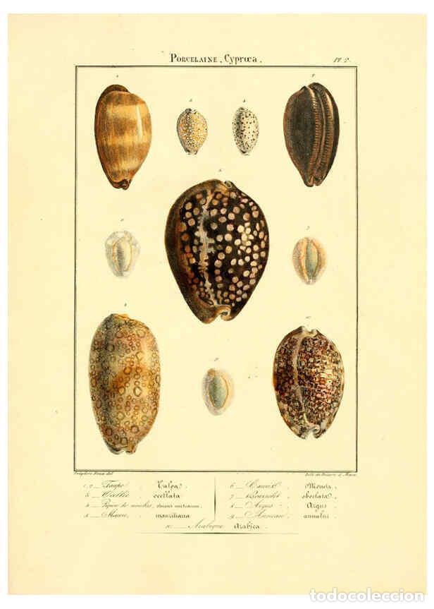 Collection Magazines and Newspapers: Reproducci&oacute;n/Reproduction 6055706737: Iconographie conchyliologique A Marseille :Chez Cr&eacute;vot, librai