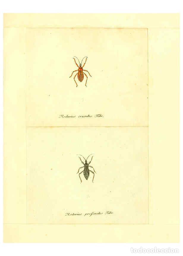 Collection Magazines and Newspapers: Reproducci&oacute;n/Reproduction 6056297764: Faunae insectorum Germanicae initia Nuremberg :Felsecker,1792-